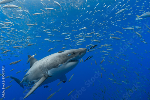 Great white shark in a school of fish