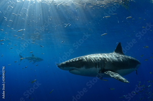 Two great white sharks at Guadalupe Island