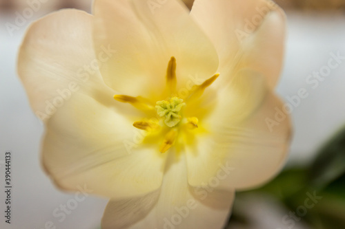 Fototapeta Naklejka Na Ścianę i Meble -  Flower and tulip structure close-up