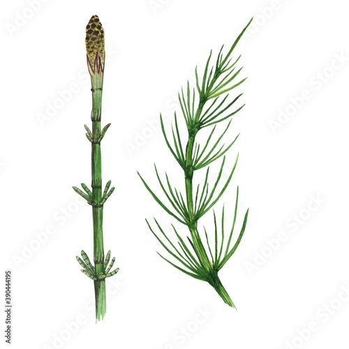 Two Horsetail field branch isolated on white background. Watercolor hand drawn illustration Equisetum. Perfect for medical and cosmetic herb design.