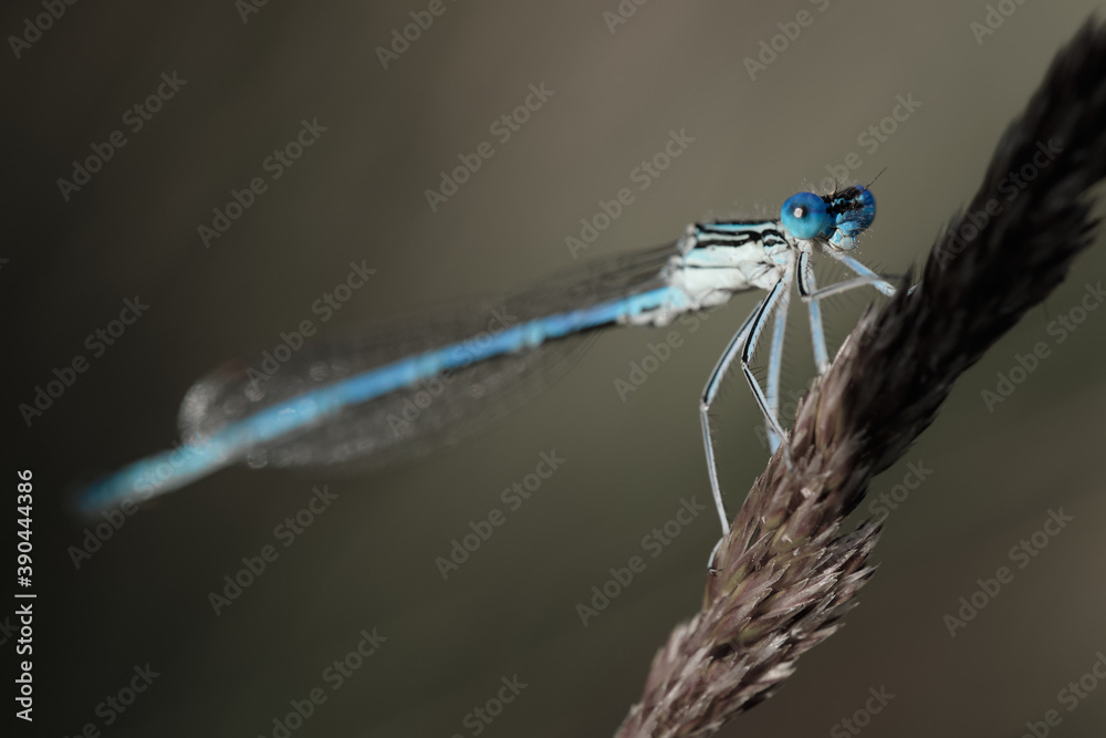 A blue dragonfly sits on a spikelet.