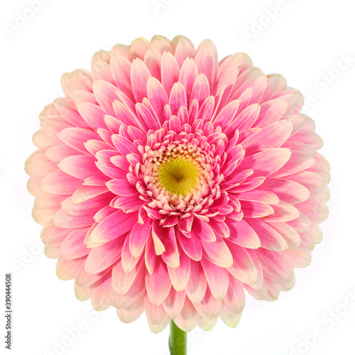 Wallpaper Mural Purple gerbera flower on white background Torontodigital.ca