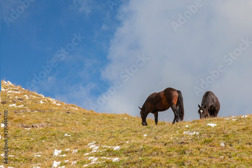 Alpine horses on a high-altitude pasture in the Dolomites, Italy