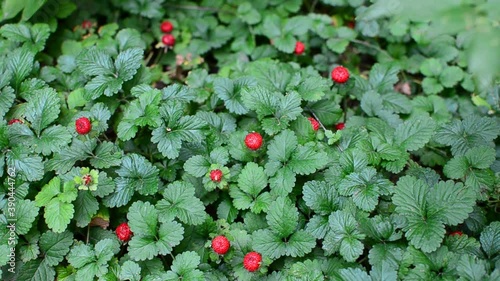 Berries and leaves of strawberries