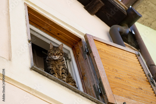 gatto in finestra