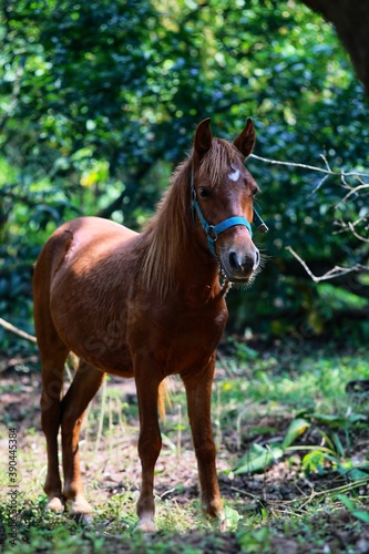 Horse in the woods. State Of Goa. India. November 2020