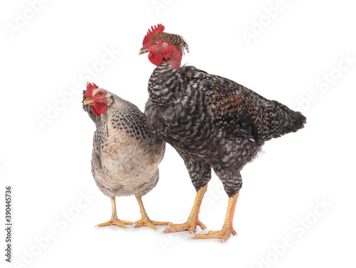 Hen and rooster isolated on white background. © fotomaster