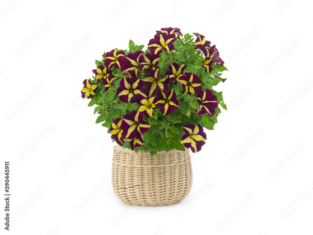 Bouquet of petunias isolated on white background. Bouquet of petunias isolated on white background.