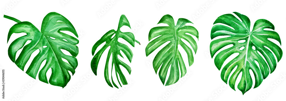 set of tropical leaves. watercolor illustration set of tropical leaves. watercolor illustration
