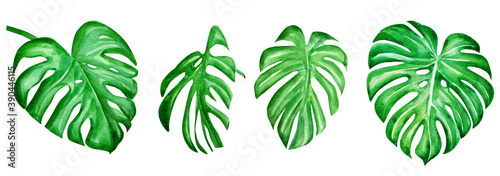 set of tropical leaves. watercolor illustration