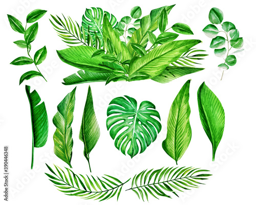 set of tropical leaves. watercolor illustration
