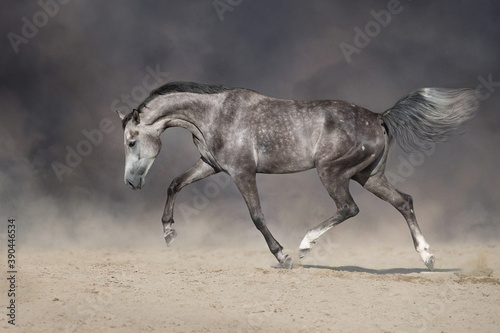 Grey arabian horse run free on desert dust