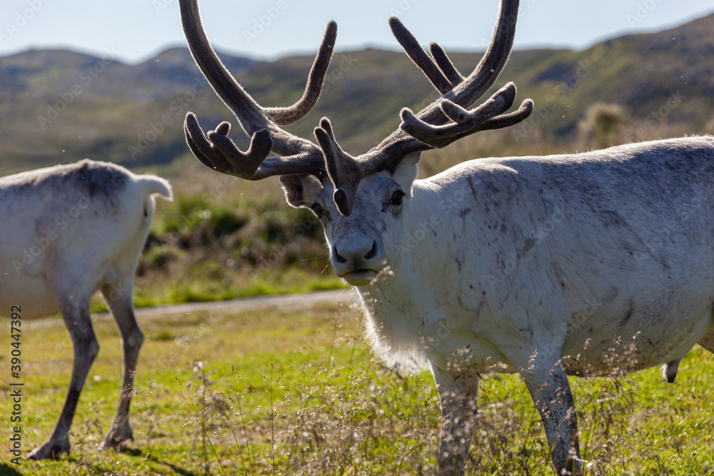 Closeup reindeer is grazed in the mountains near country road, Finnmark, Northern Norway Closeup reindeer is grazed in the mountains near country road, Finnmark, Northern Norway