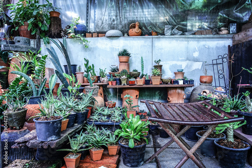 Collection of rare cactus in pot for sell and decorate for background