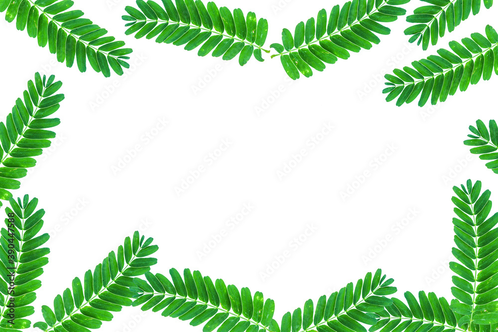 Green leaves on white background.