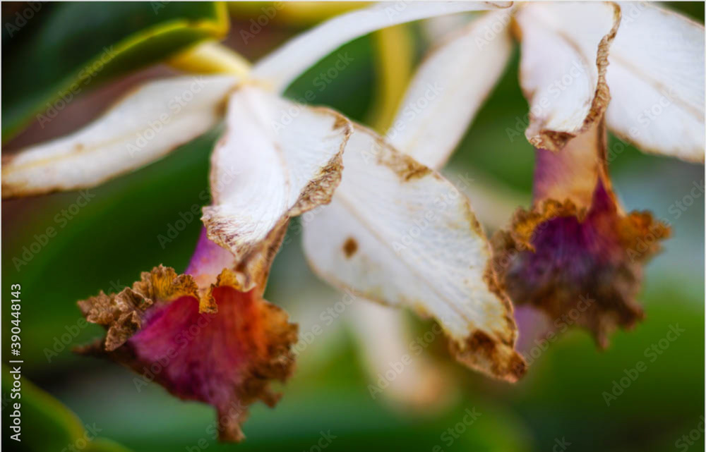 white orchid white orchid