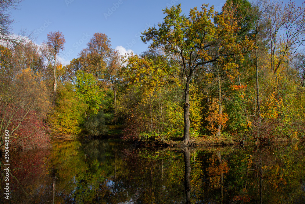 autumn forest reflected in the water