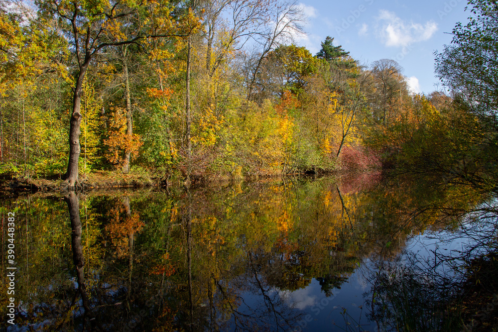 autumn forest reflected in the water