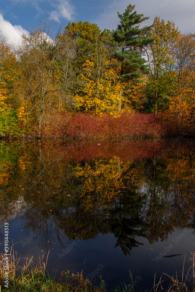 autumn landscape of colorful trees surrounding a forest pond
