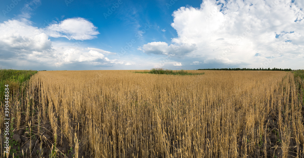 View of wheat field