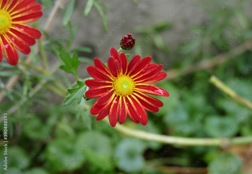 Red daisy flower in the garden with drops Red daisy flower in the garden with drops