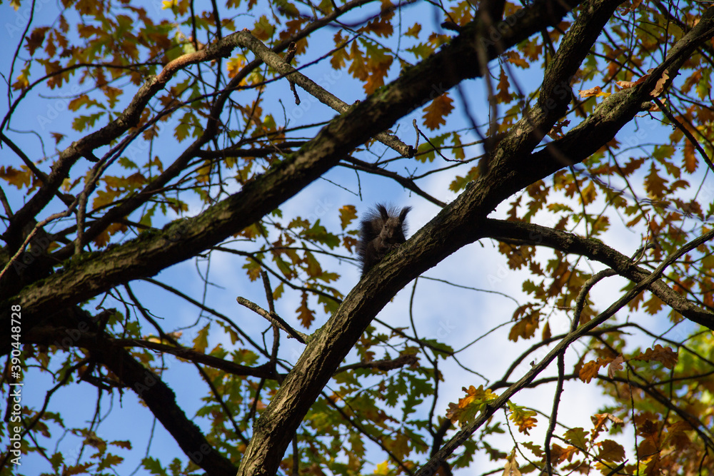 squirrel hiding on a branch of an autumn tree squirrel hiding on a branch of an autumn tree
