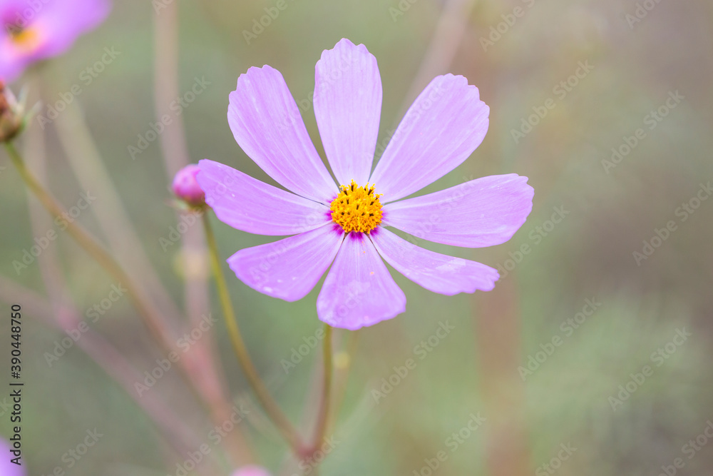 Purple cosmos flower with yellow cener Purple cosmos flower with yellow cener