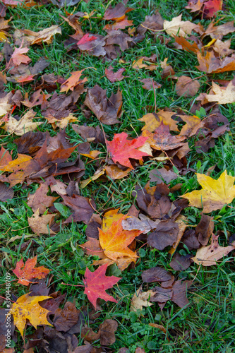 natural background of autumn leaves on green grass