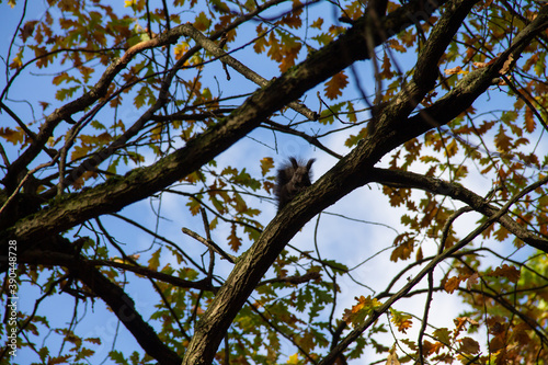 squirrel hiding on a branch of an autumn tree © eevlada