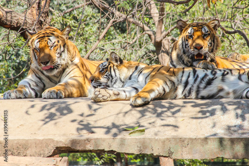 A family of Bengal tigers resting on concrete rooftop in big cage in zoo park in Indore, Indian national animal Tiger Family in zoo park background Image  
