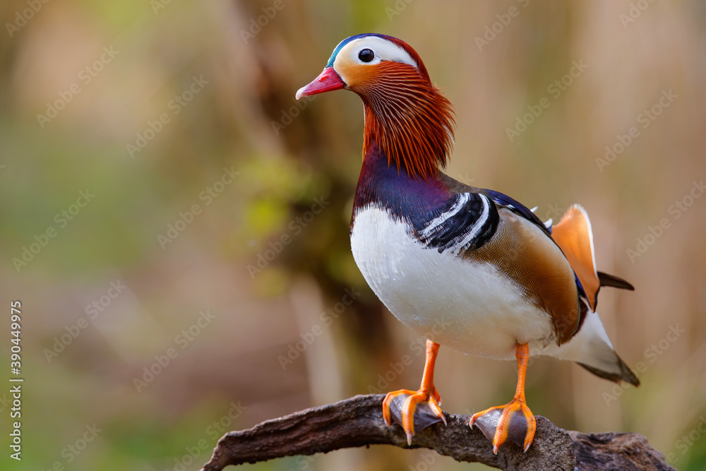 Male mandarin duck (Aix galericulata) standing outside the water on the edge of a pond in the Netherlands Male mandarin duck (Aix galericulata) standing outside the water on the edge of a pond in the Netherlands