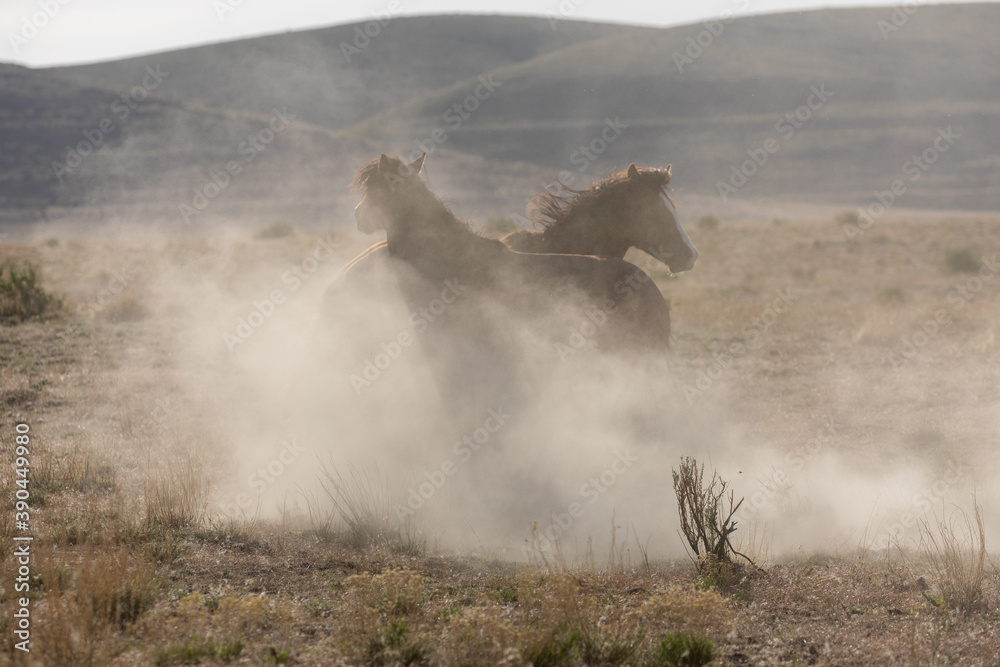 Fototapeta premium Pair of Wild Horse Stallions Fighting in Utah