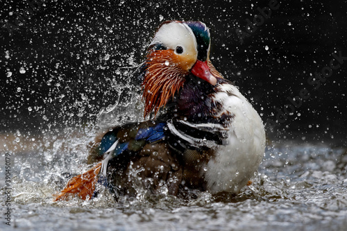 Male mandarin duck (Aix galericulata) bathing in a pond in the Netherlands with a black background