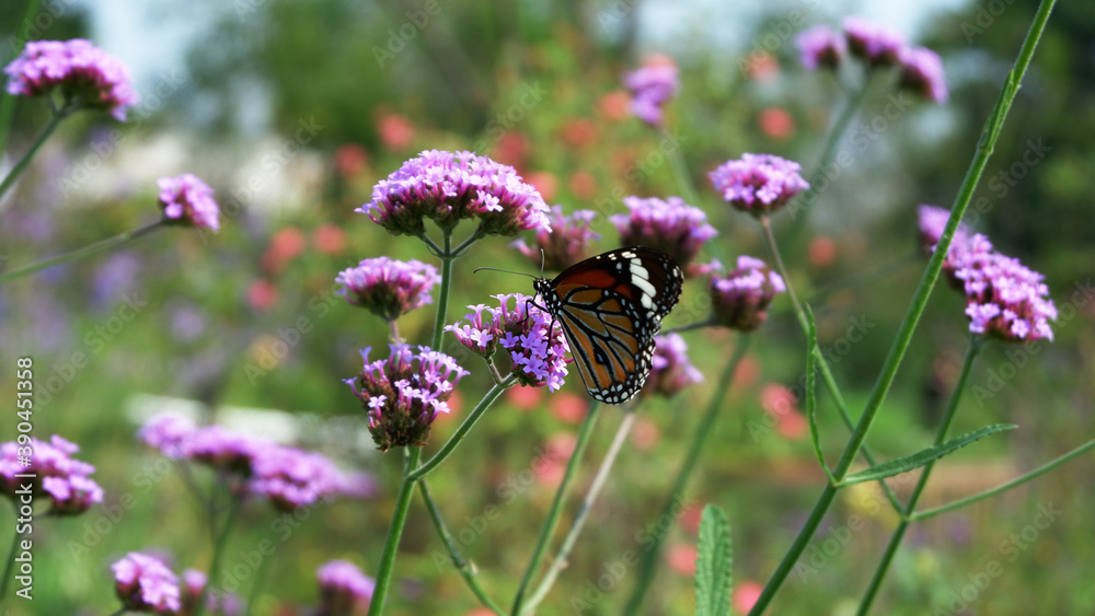 Butterfly in the little garden fair. Butterfly in the little garden fair.