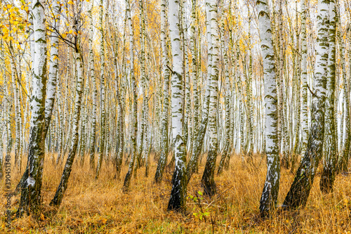 Autumn in the birch forest