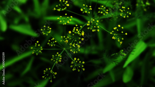 The green background takes a photo in my garden.