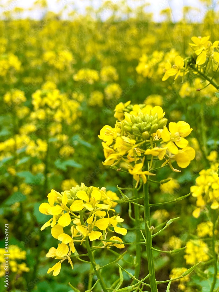 field of yellow flowers field of yellow flowers