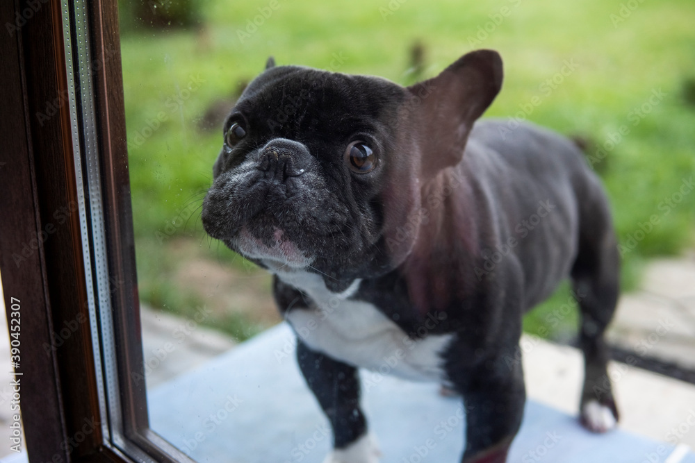 Dog French Bulldog sit on a yard behind the window.