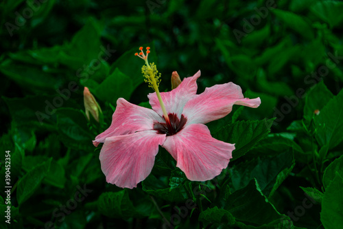 pink lily in the garden
