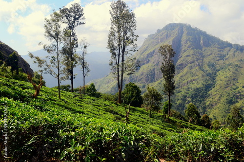 Tea plantations in the mountains. Terraced fields of Ceylon tea plants on the hills near Ella, Sri Lanka. View to the Ella Rock peak - popular tourist attraction. Green freshness landscape.