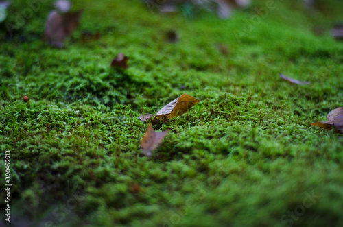 moss on a tree © Анастасия Кашенко