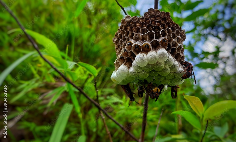 Indian Paper Wasp's building their nest
on a twig. Larvae feeding inside the cell. Indian Paper Wasp's building their nest
on a twig. Larvae feeding inside the cell.