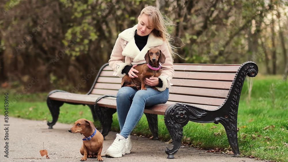 Little dog with owner spend a day at the park playing and having fun