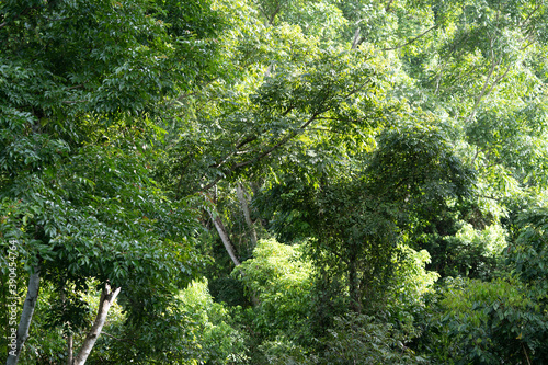Beautiful aerial view of the green Rain Forest trees in costa Rica