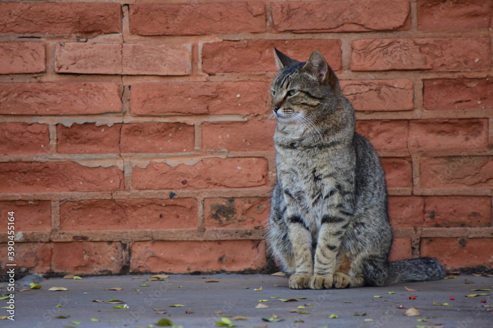 Obraz premium cat on the wall