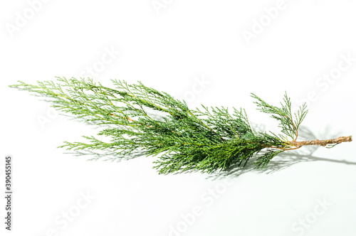 branch of pine