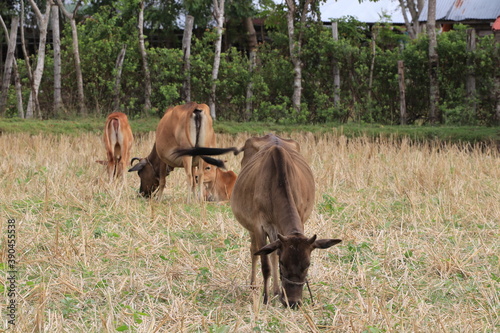 cattles eating grass