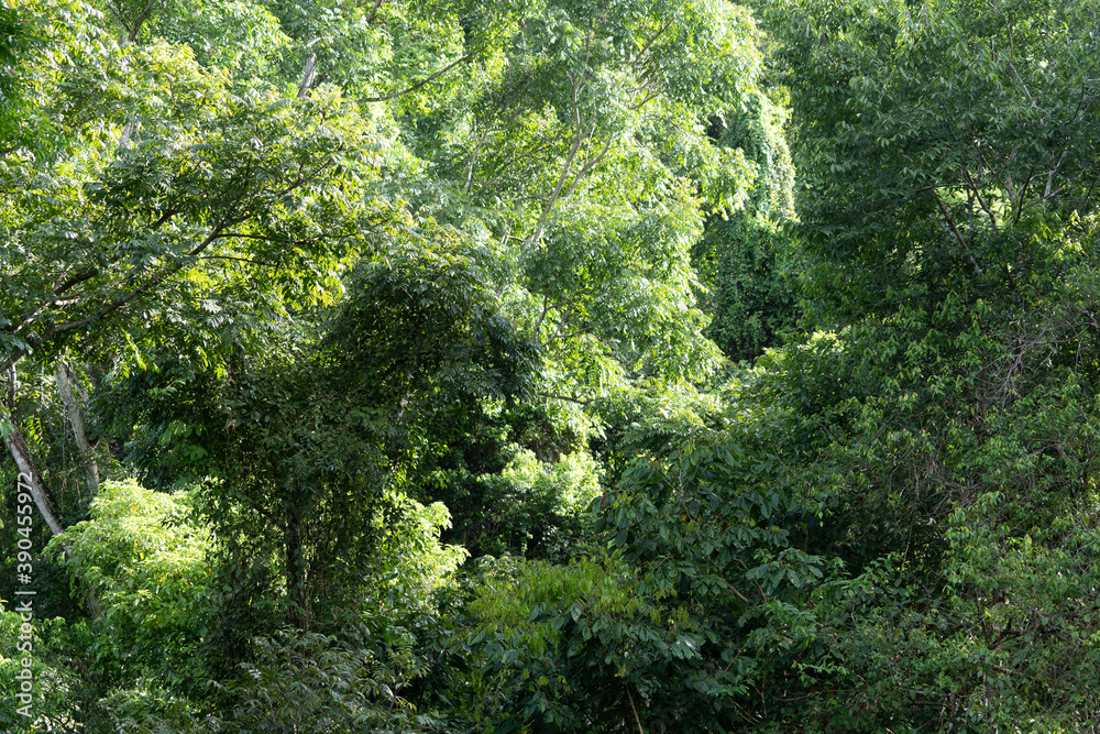 Beautiful aerial view of the green Rain Forest trees in costa Rica Beautiful aerial view of the green Rain Forest trees in costa Rica