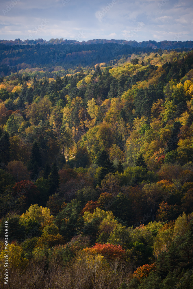 Aerial forest view.  Beautiful autumn landscape.