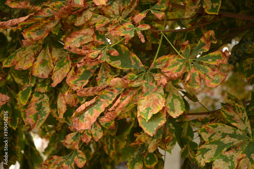 Leaves of the chestnut tree, infested by the chestnut mining moth